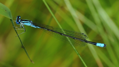 Male
2009_06_28_NC